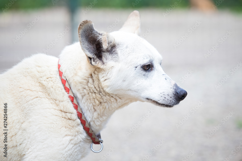 Old white stray dog adopted