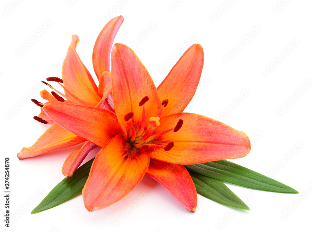 Two red lilies. Two red lilies.