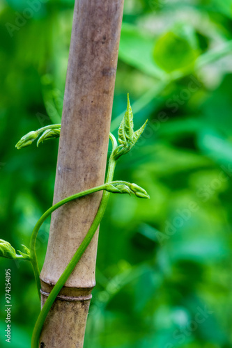 Slika na platnu Young Fortex Pole Bean Plant Vining on a Bamboo Stake