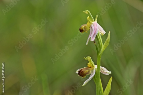 Varietät der Bienen-Ragwurz (Ophrys apifera var. bicolor)