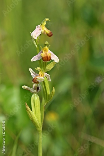 Varietät der Bienen-Ragwurz (Ophrys apifera var. bicolor)