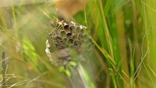 Nest der Heide-Feldwespe (Polistes nimpha)
