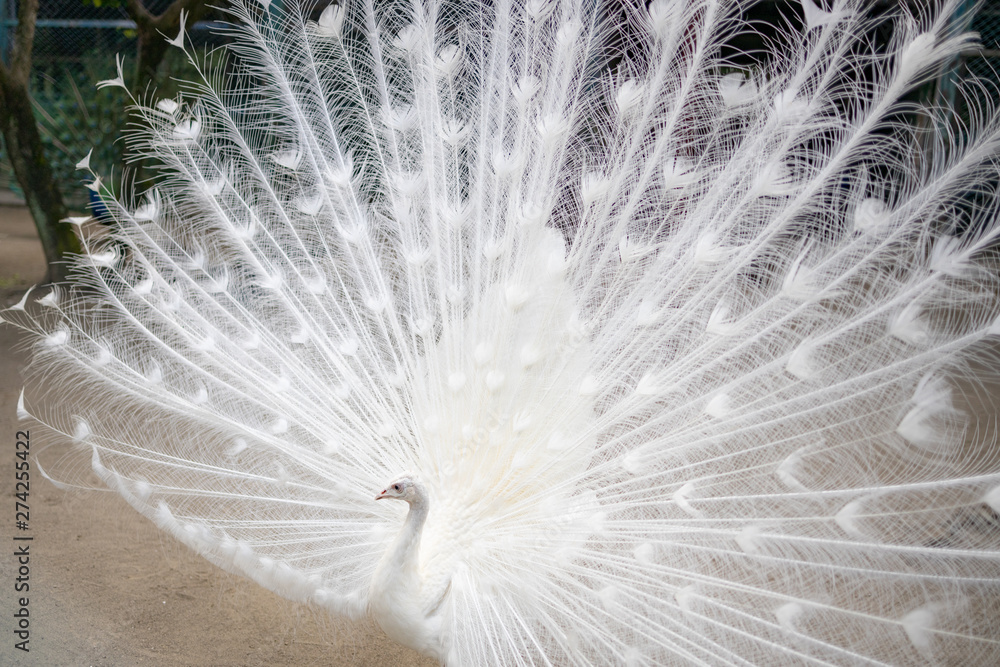 白孔雀 シロクジャク インドクジャク 白変種 Stock 写真 Adobe Stock