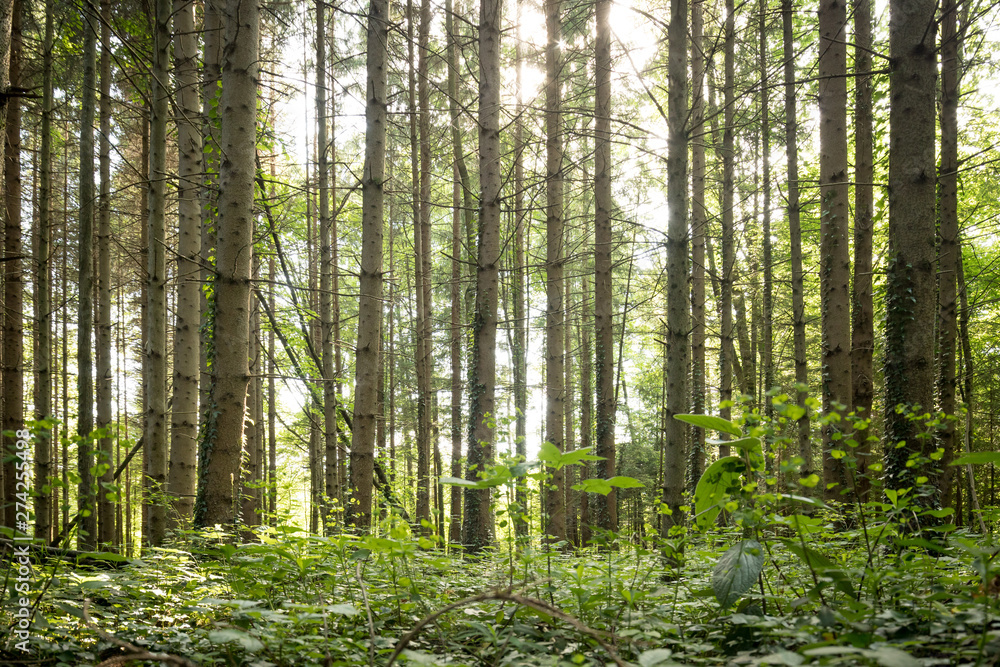 Fototapeta premium Imponujące drzewa w lesie. Świeża zieleń, wiosna. Widok z dołu.