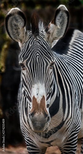 Grevy s zebra s head. Latin name - Equus grevyi