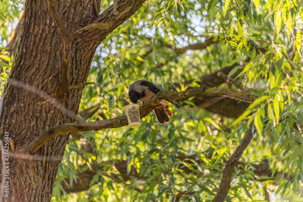 Black Headed Crow And a Cup Black Headed Crow And a Cup