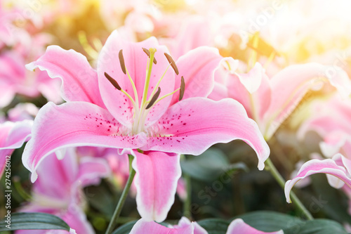 Closeup pink lilly flower over blurred garden with vintage morning warm light, spring and summer season nanture concept photo