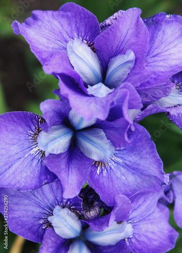 Beautiful bright irises in the summer garden close up