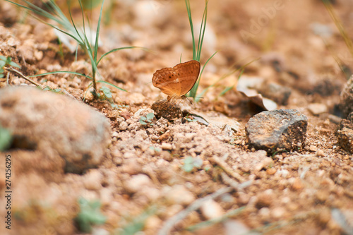 Butterfly come suck eat nectar on the ground