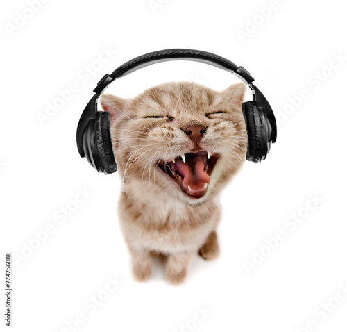 kitten listens to music in earphones
