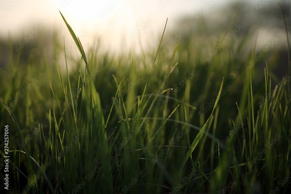  Grass in the meadow close-up in the rays of the sun