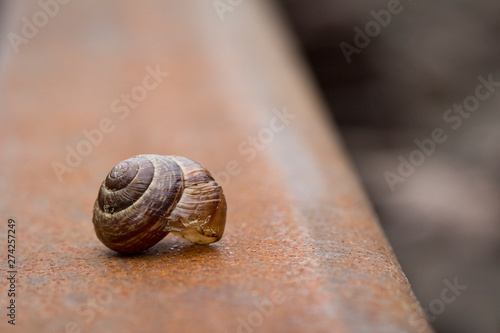 Fototapeta Schnecke