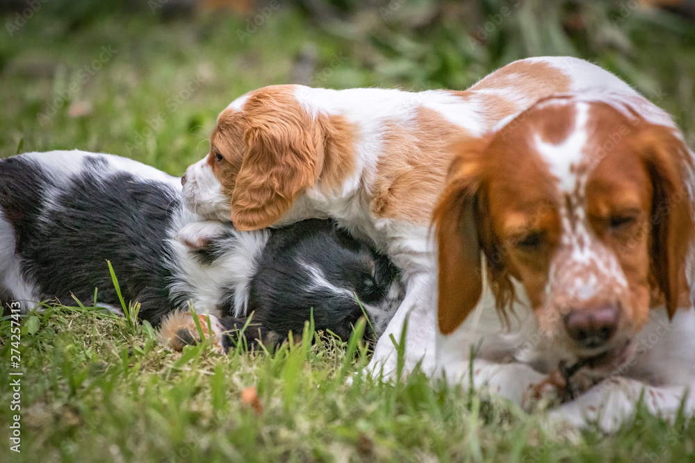love and affection between mother and baby children brittany spaniels dogs