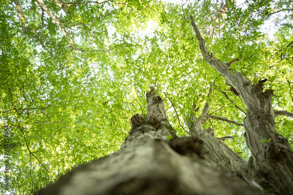 Fototapeta premium Tree trunk in the forest: Close up picture, blurry green background