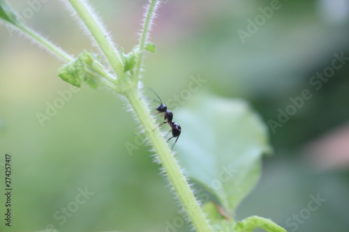 ant on a leaf © sanusee