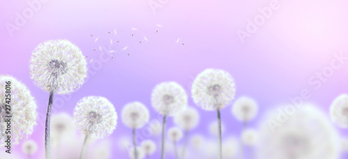 white dandelions on mauve background