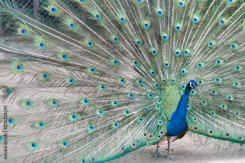 Obraz premium インドクジャク