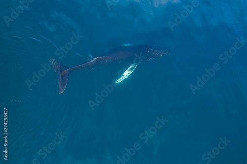 Aerial view of Humpback whale, Iceland.