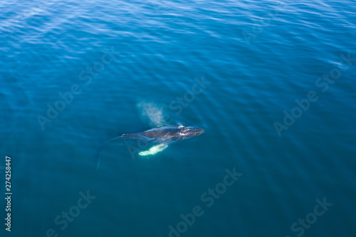 Aerial view of Humpback whale, Iceland.