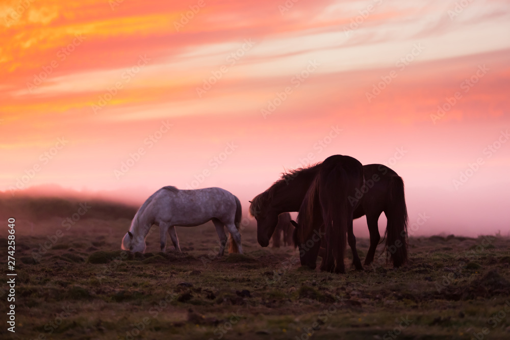 Group of Icelandic horses in beautiful sunset