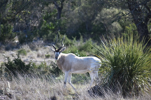 close up of white and brown wildlife with spiral horns portrait