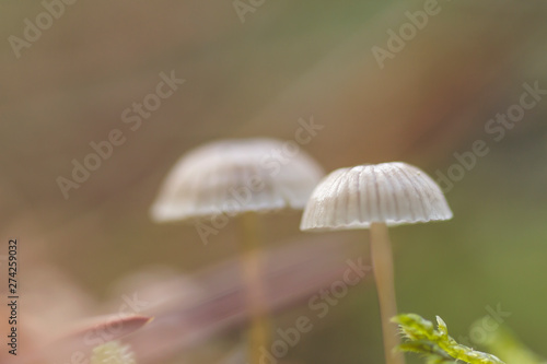 Mycena cinerella mushroom close up