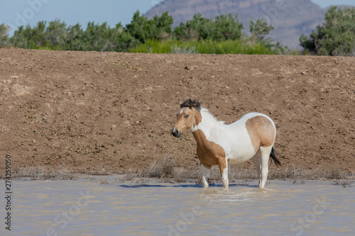 Fototapeta Naklejka Na Ścianę i Meble -  Beautiful Wild Horse in Spring in Utah