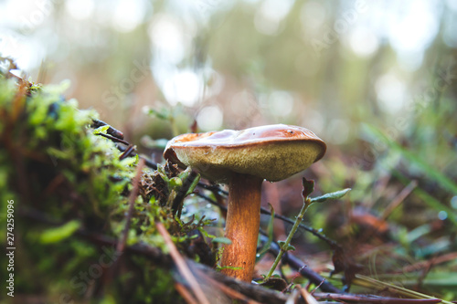Bay bolete in the forest