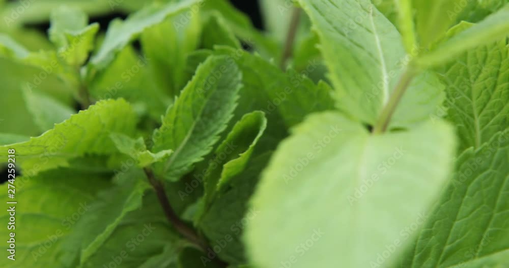 Fresh mint leaves Fresh mint leaves