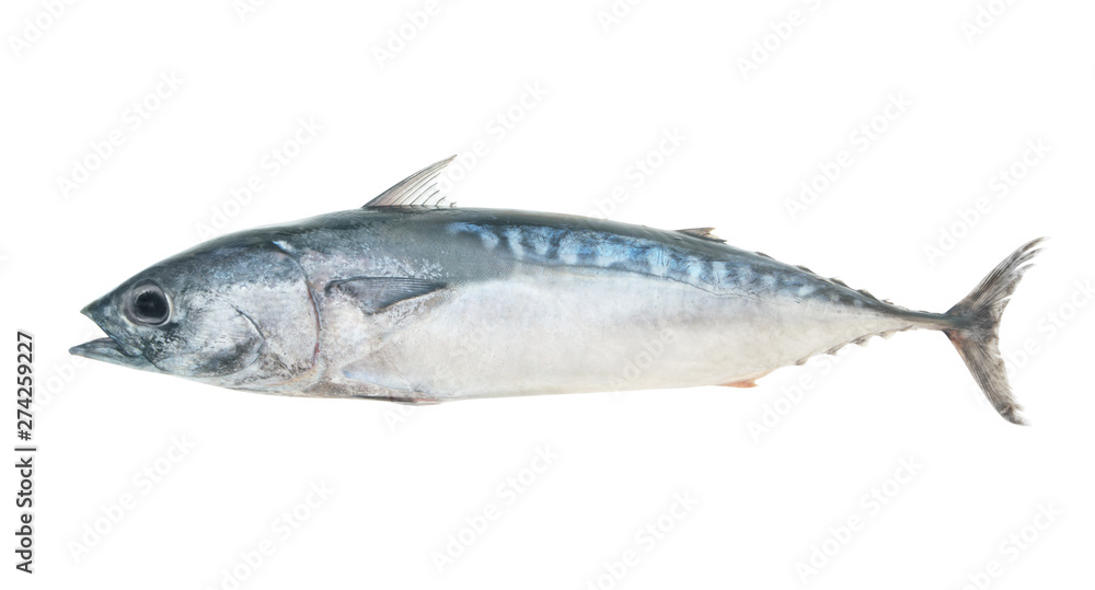 Fresh bullet tuna fish isolated on white Fresh bullet tuna fish isolated on white