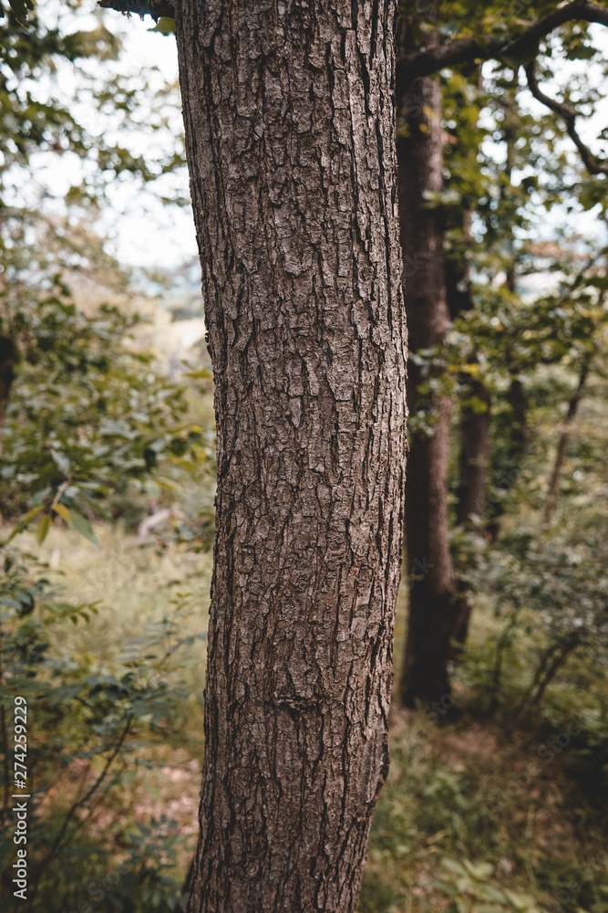 Wald, Weg, Baum Hintergrund, Harz, Sommer Wald, Weg, Baum Hintergrund, Harz, Sommer