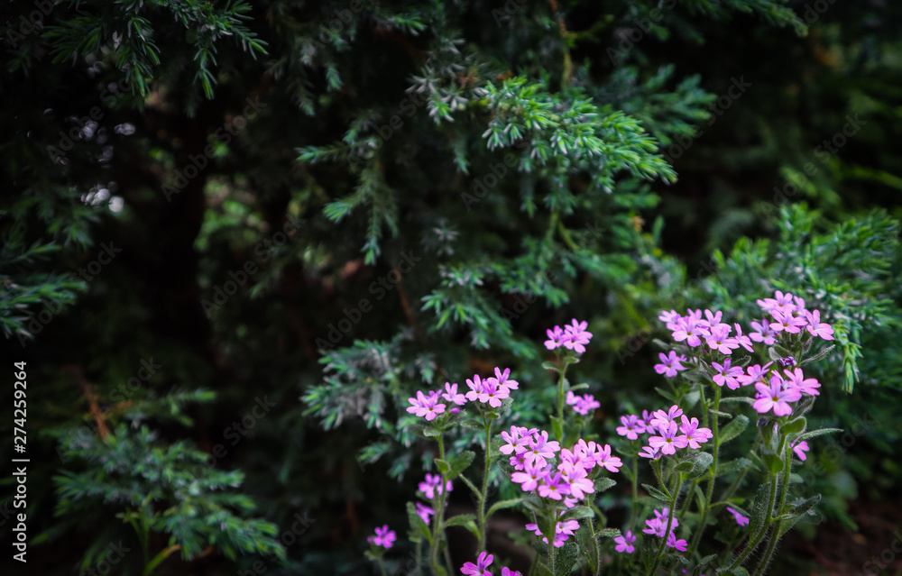 Obraz premium Small purple flowers in the garden. Gardening concept. Flower background