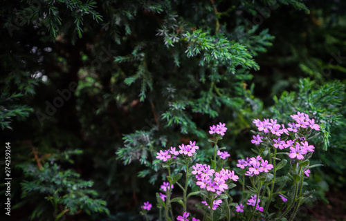 Small purple flowers in the garden. Gardening concept. Flower background