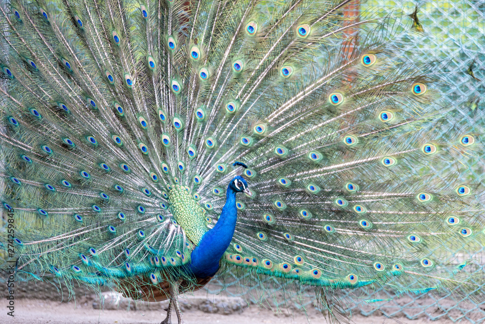 Obraz premium インドクジャク