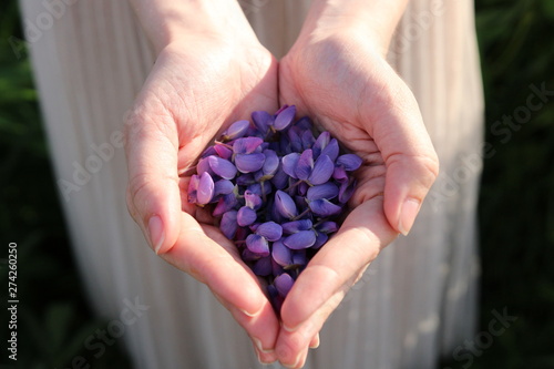  Flowers lupine in hands photo