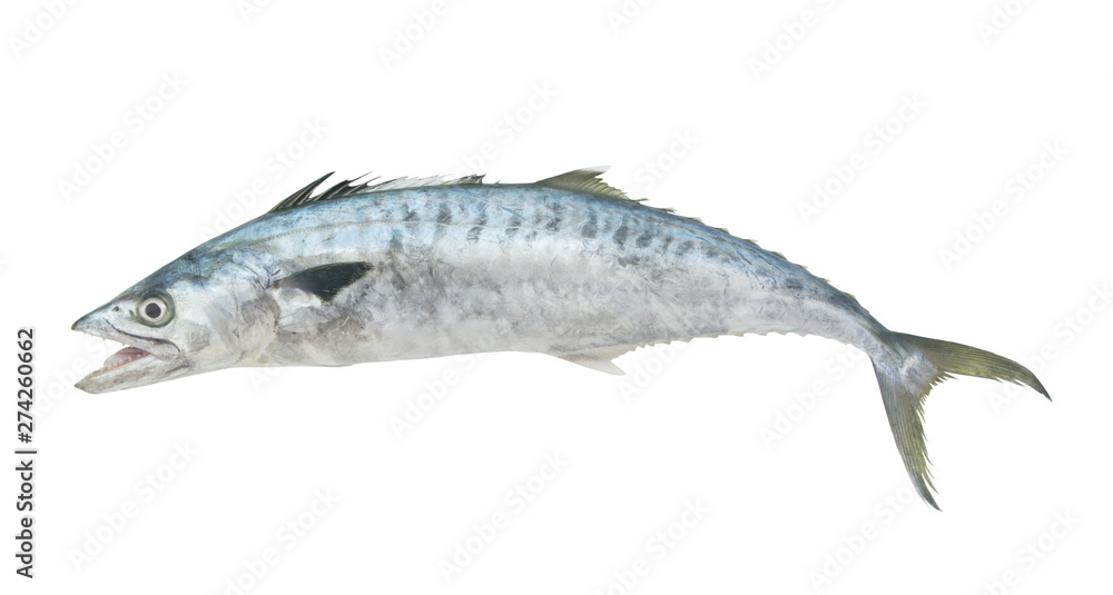 Fresh king mackerel fish isolated on white Stock Photo Adobe Stock