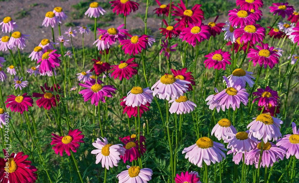 Multicolored daisies on a background of green grass. Color camomiles in the city garden.