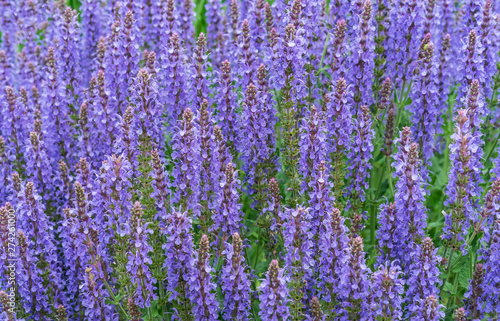 Blue Salvia (salvia farinacea) flowers blooming in the garden. Violet sage flowers. Background of lilac wildflowers.