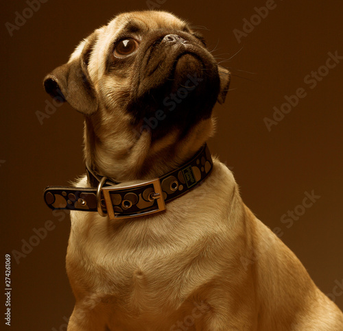 little puppy pug. Studio shot. close up picture photo