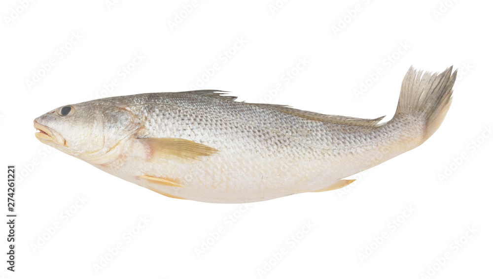 Fototapeta premium Croaker fish isolated on white