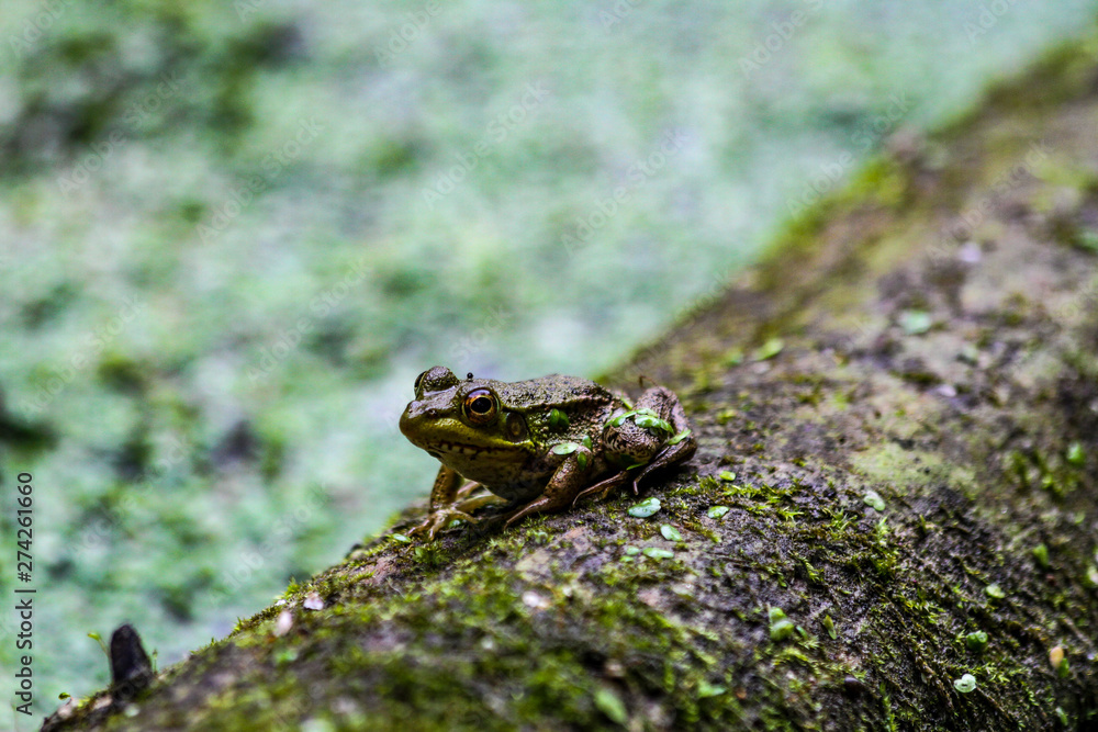 American Bullfrog