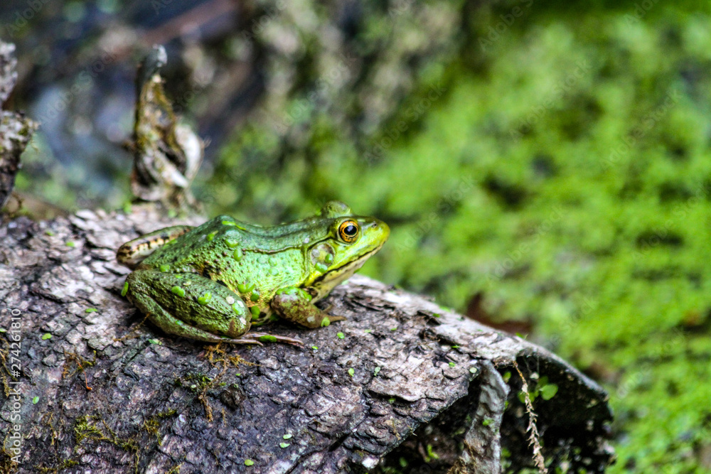 American Bullfrog American Bullfrog