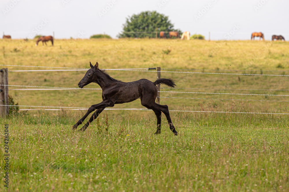 Bewegungsstudie: junges Fohlen übt Galopp auf der Wiese Bewegungsstudie: junges Fohlen übt Galopp auf der Wiese