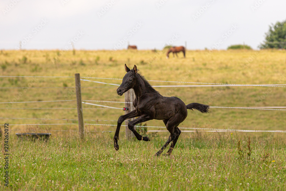 Bewegungsstudie: junges Fohlen übt Galopp auf der Wiese Bewegungsstudie: junges Fohlen übt Galopp auf der Wiese