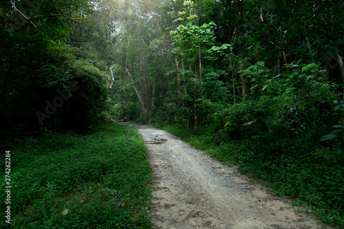 Car routes in the Green Forest Park area. The mountain trail, Huai Hin Dat Reservoir Rayong Thailand.