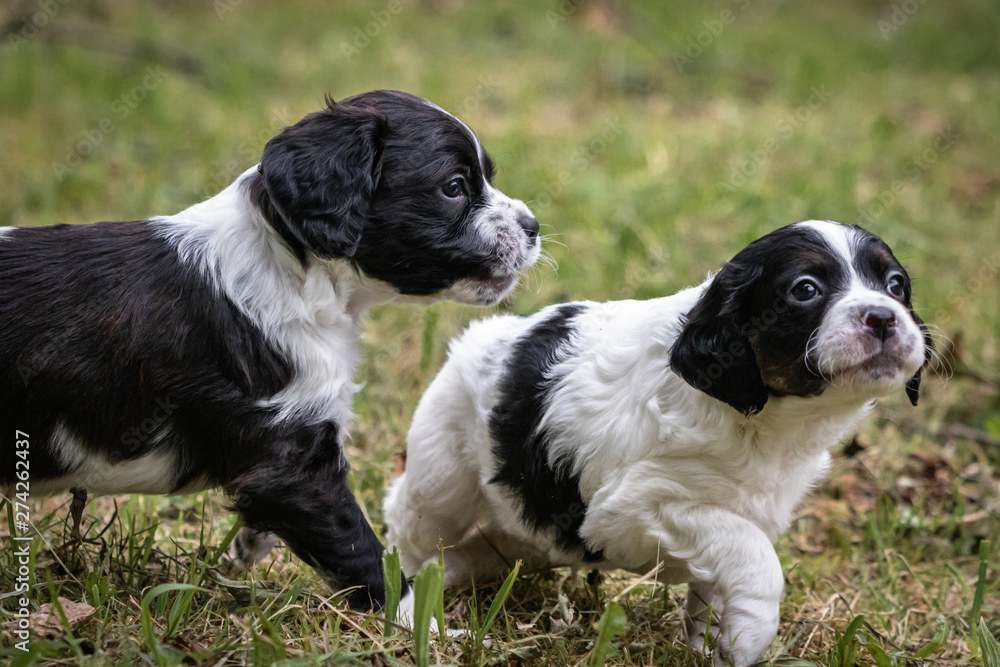 couple of happy baby dogs brittany spaniel running, close up