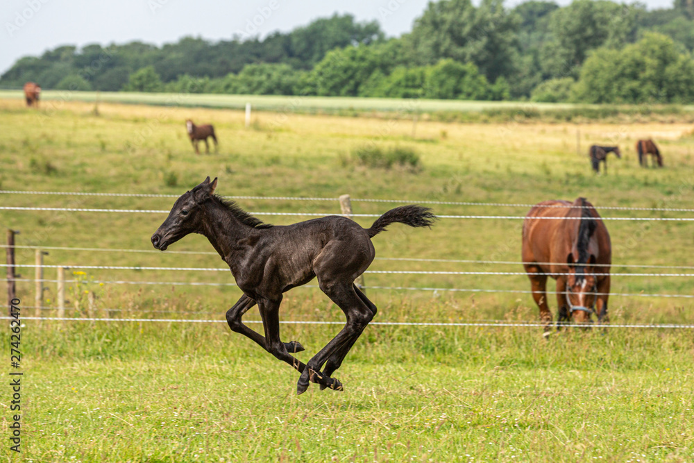 Bewegungsstudie: junges Fohlen übt Galopp auf der Wiese Bewegungsstudie: junges Fohlen übt Galopp auf der Wiese