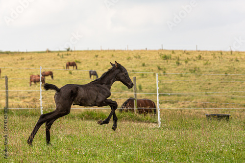 Bewegungsstudie: junges Fohlen übt Galopp auf der Wiese