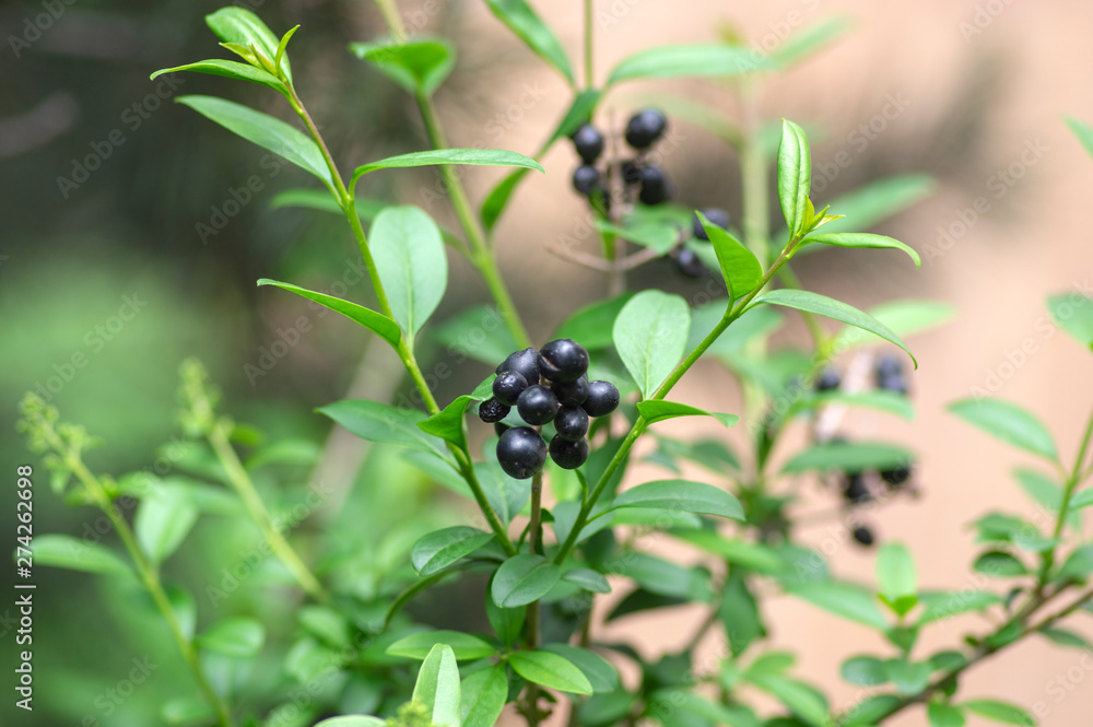 Ligustrum vulgare ripened black berries fruits, shrub branches with leaves