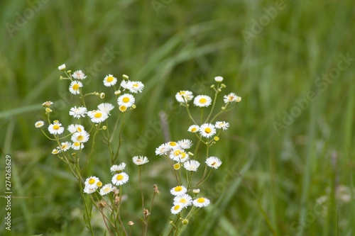 Wildflowers on prarie